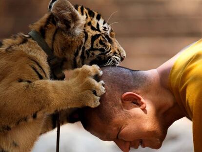 Un tigre y un monje, en el templo Wat Pa Luang Ta Bowa en 2015.