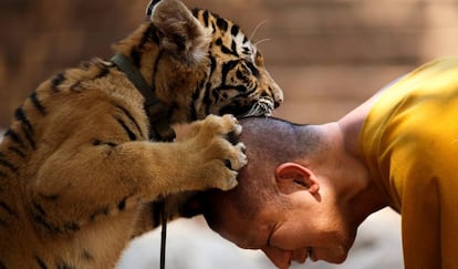 Un tigre y un monje, en el templo Wat Pa Luang Ta Bowa en 2015.