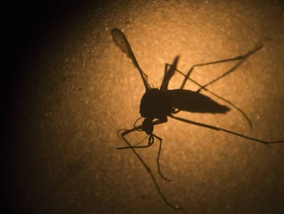 Mosquit transmisor del virus del zika.