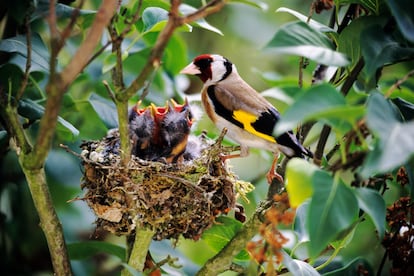 Los jilgueros urbanos están entre las aves que más han adelantado el inicio de su canto. 