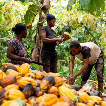 Agricultores ghaneses durante la recolección de cacao, en 2023.