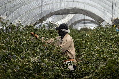 Un agricultor recoge moras en una granja en Ameca, en el Estado de Jalisco (México)