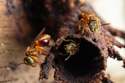 A este tipo de abejas sin aguijón, se les conoce como Meliponini y polinizan las regiones boscosas de Perú.