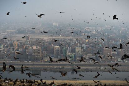 Una bandada de pájaros sobrevuela Nueva Delhi (India) en un día de alta contaminación.