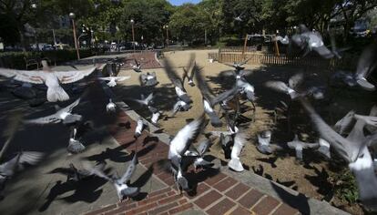 Un gran grupo de palomas en la Plaza de Pablo Neruda, en Barcelona.