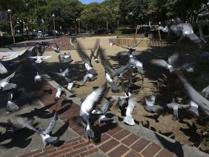 Un gran grupo de palomas en la Plaza de Pablo Neruda, en Barcelona.