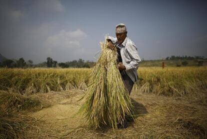 Solo el 20% del área total del país es cultivable; otro 33% está ocupado por bosques, y la mayor parte del resto es montañoso. El arroz y el trigo son los principales cultivos.