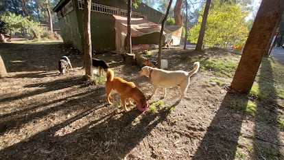 Perros de la manada del bosque de Nativitas.