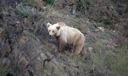 Un oso en la cornisa del cantábrico.