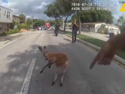 Un canguro vagando por las calles de Florida