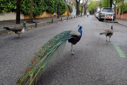 Un grupo de pavos reales se pasea por una calle de Madrid, este miércoles, durante el decimoctavo día de confinamiento por el estado de alarma decretado por el Gobierno para frenar el avance del coronavirus.