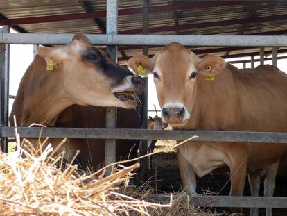Vacas danesas en la granja agropastoral implantada por la Aecid en el pueblo Aga Aga Babou, a 100 kilómetros de Dakar.