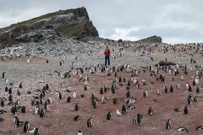 Pinguins em Hannah Point, Antártida.