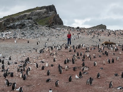 Pinguins em Hannah Point, Antártida.