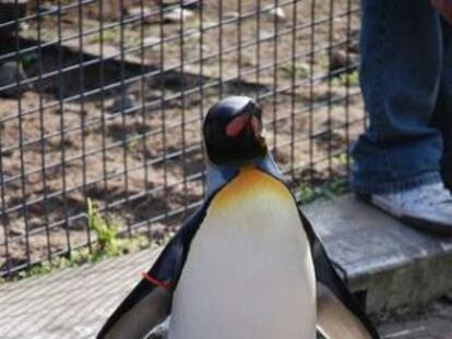 O pinguim mais conhecido como Sir Nils Olav.