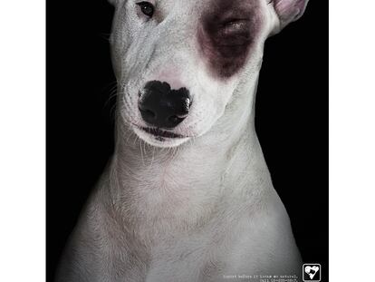TSPCA