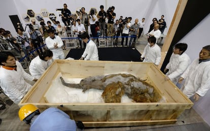 Los restos de Yuka, el mamut encontro hace tres años en Siberia, son presentados a la prensa.
