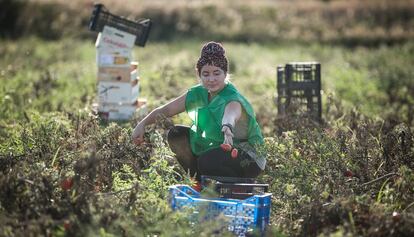 Recogida de tomates en un campo de Viladecans.