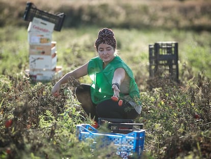 Recogida de tomates en un campo de Viladecans.