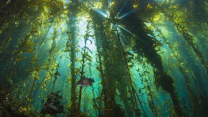 El gigantesco negocio que se oculta en el mar: cómo los accesos a los recursos genéticos generan desigualdad