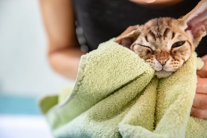 En el caso de los gatos se puede prescindir de los baños, ya que ellos mismos se encargan de mantenerse limpios gracias a su lengua llena de papilas.