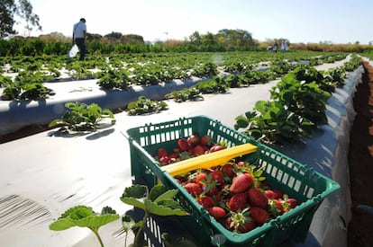 Plantação de morangos em Brasília.