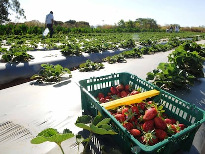 Plantação de morangos em Brasília.