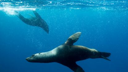 Imagen de un león marino nadando en el océano