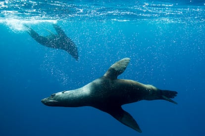 Imagen de un león marino nadando en el océano