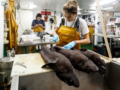 Científicos trabajando en la campaña Porcupine, que el Instituto Español de Oceanografía realizó en el Gran Sol, en aguas irlandesas, el pasado otoño.