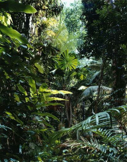 Fotografía titulada <i>Paraíso 01, </i>Daintree, Australia, 1998, de la serie <i>Paradise/Paraíso,</i> de Thomas Struth.