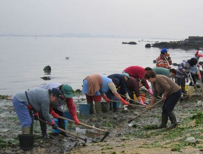 Marisqueo a pie de los miembros de la cooperativa de la ría gallega de Arousa.