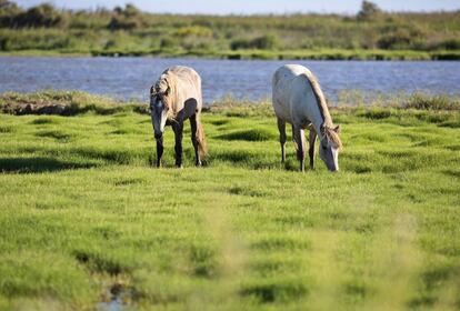 Caballos originarios de la Camarga viven en libertad en la isla de Buda, situada en la desembocadura y declarada reserva natural.