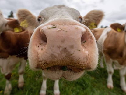 Las mejores fotografías de animales de abril