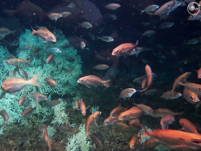 Arrecife de Cabliers.