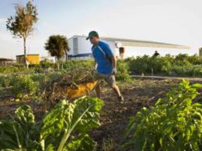 Voluntarios de la ONG Madre Coraje trabajando en el "Huerto Solidario" donde 35 personas, cultivan desinteresadamente unos huertos solidarios con los que, de momento, han recolectado cerca de 17.000 kilos de verduras y hortalizas que han entregado a entidades benéficas y comedores sociales.