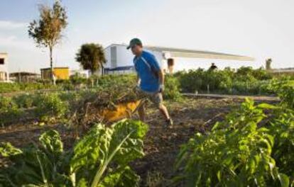 Voluntarios de la ONG Madre Coraje trabajando en el "Huerto Solidario" donde 35 personas, cultivan desinteresadamente unos huertos solidarios con los que, de momento, han recolectado cerca de 17.000 kilos de verduras y hortalizas que han entregado a entidades benéficas y comedores sociales.