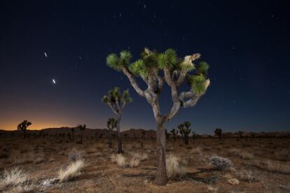 El desolador Parque Nacional de Joshua Tree, una vasta llanura de pedruscos y cactus a tres horas en coche de Los Ángeles, atrae desde hace décadas a excéntricos de la zona (y a otros venidos de lejos) que juran que es el mejor lugar para avistar ovnis. Uno de los asiduos era Gram Parsons, oscuro músico de country-rock, quien de hecho murió allí en 1973 a los 26 años (no de un ataque extraterrestre, sino de sobredosis). Algunos afirman que el parque alberga una base alienígena que todavía nadie ha encontrado. Lo más parecido es el cercano Integratron, un incongruente edificio en forma de iglú, supuesto centro de investigación “sobre el rejuvenecimiento, la antigravedad y los viajes en el tiempo”. Fue construido por George Van Tassel, un ufólogo, siguiendo “las directrices telepáticas de extraterrestres”, según su web. En junio, Joshua Tree acoge Contacto en el Desierto, un  congreso anual para entusiastas de lo oculto.