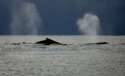 Foto cortesía de Greenpeace que muestra ballenas Jorobadas alimentandose cerca al límite del hielo Antártico en el Oceano Sur. EFE/Archivo