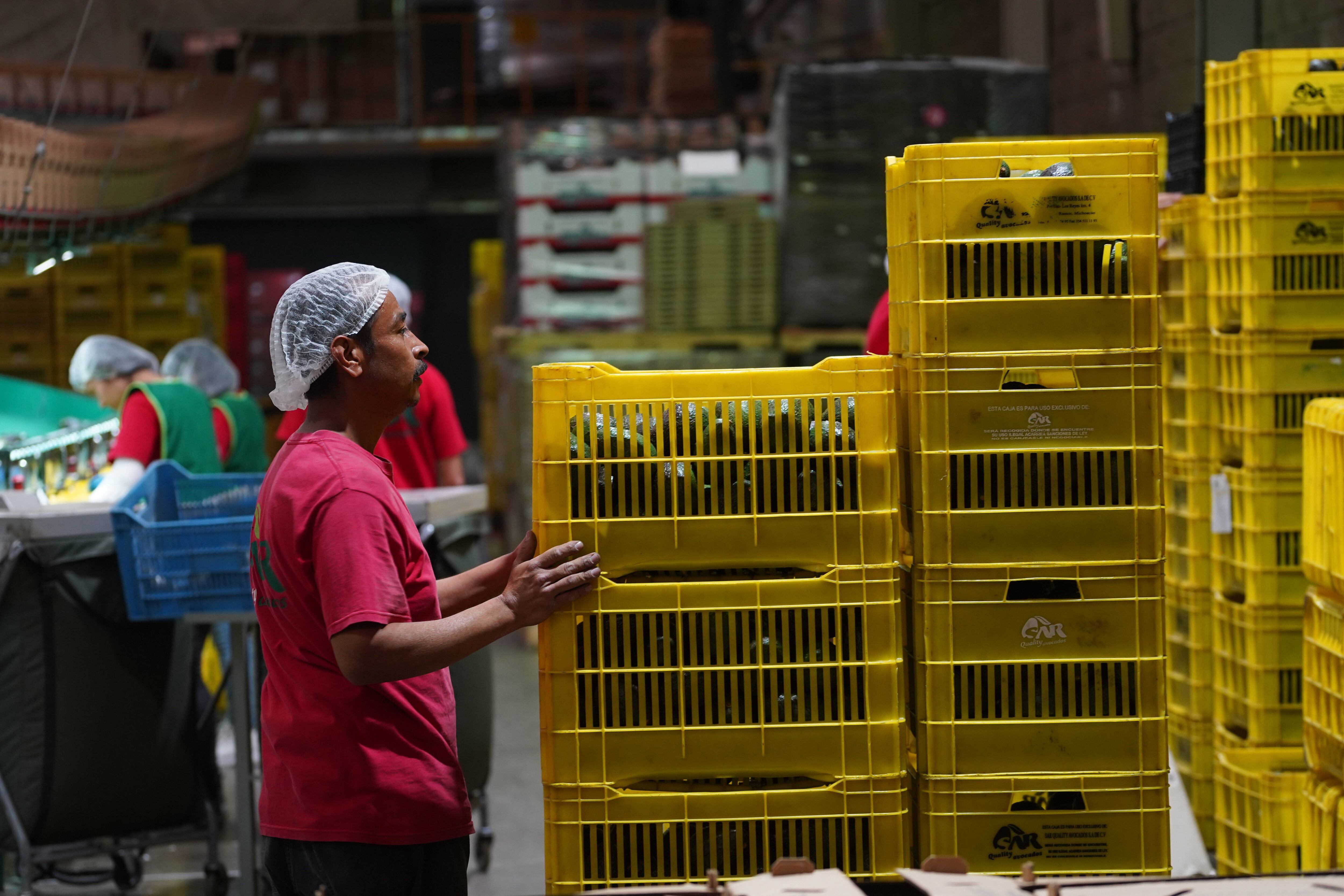 Un hombre acomoda cajas de aguacate para su exportación, en una distribuidora en Peribán, Estado de Michoacán, el pasado 28 de abril.