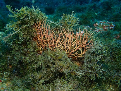 El alga asfixiando una gorgonia. 