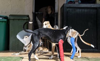 Varios galgos en la enfermería de la FBM.