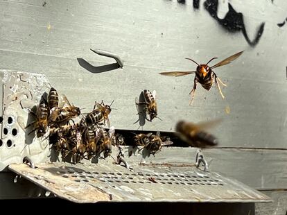 Abejas intentan proteger sus colmenas de las avispas asiáticas en Barcelona, en una imagen de archivo.