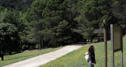 Pinsapos en la Sierra de las Nieves.