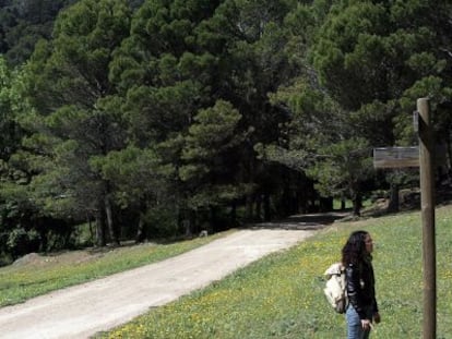 Pinsapos en la Sierra de las Nieves.