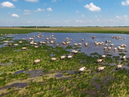 Although the photo may seem to show chaos, it is anything but. Przewalski's horses are grouped in harems and the closeness or distance between them depends on a highly organized social structure.