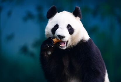 Un panda come en el Jardín Zoológico de Shenyang Forest en Shenyang (China).