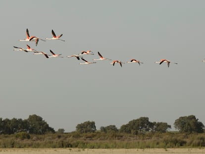 Parque Nacional de Doñana, en una imagen tomada este febrero.