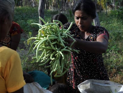 Un grupo de agricultoras de Sri Lanka.