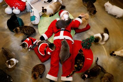 Un empleado vestido con un disfraz de Papa Noel juega con gatos en el Catgarden de Seúl, Corea del Sur.